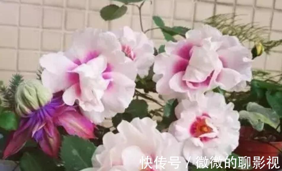 花盆|三种果皮垃圾，别再丢进垃圾桶了，丢进花盆，花卉根茎变更粗壮