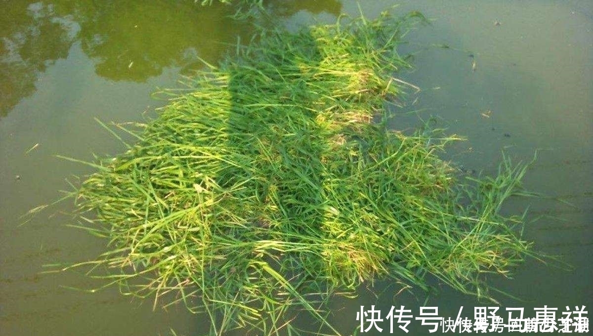 觅食|这两种钓法专门钓草鱼，不怎么费力，草鱼很容易就上钩了