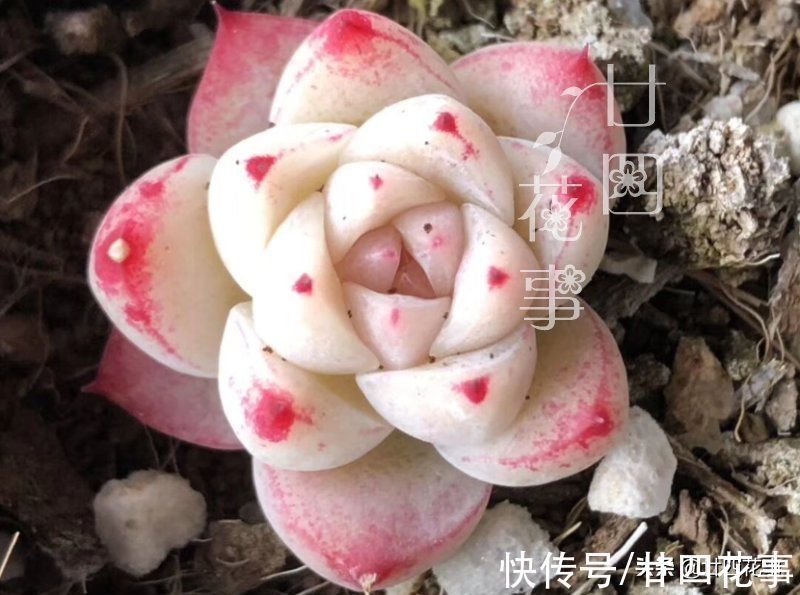 多肉植物|同样的多肉,别人家“美如花”,你的“徒成狗”?3招教你美回来