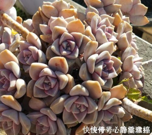 普货|此款多肉植物,好养又贵气,易爆头长成小老桩,养花大神都爱养!