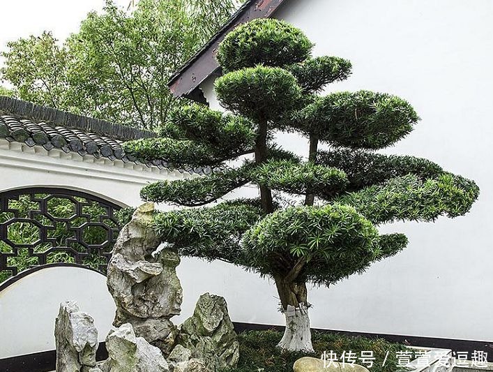 庭院种什么树最吉利，还好看？