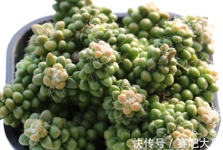 多肉茶笠是个小可爱，不但毛茸茸的，而且养出状态后还能变成彩色