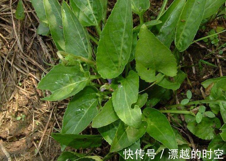 农村|30年前农村泛滥的野菜，大家都抢着吃，如今却很少能吃到