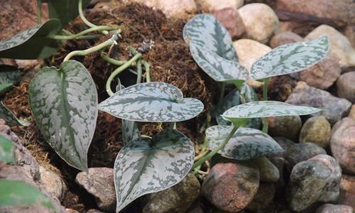 受欢迎|蔓绿绒观叶植物里的大家族,叶子颜色形态各异,我家就养了几种