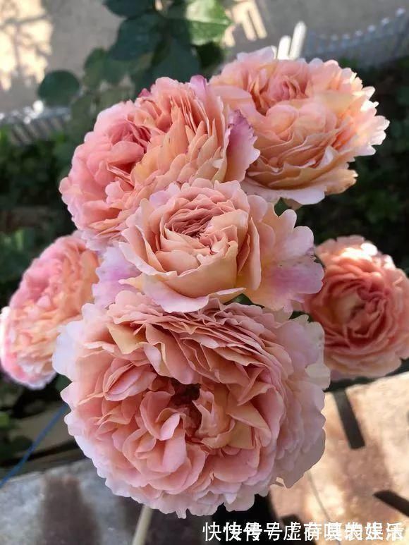 养花|老花匠:扔4种“东西”,就是扔钱,比花肥还好用,不花钱!