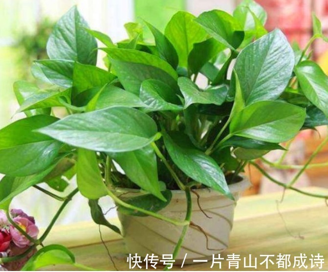 人养花,花也养人,“3种花”家养里,空气清新,还有助于睡眠!