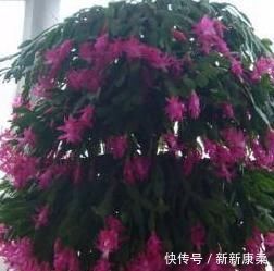  婆婆给家里的蟹爪兰剪两下，花开的看不见叶子，家人看傻眼