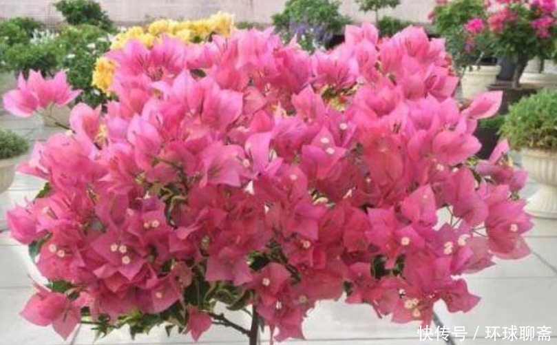 4种花不怕旱、不怕晒,好养易爆盆,越热开花越多,家中必养!