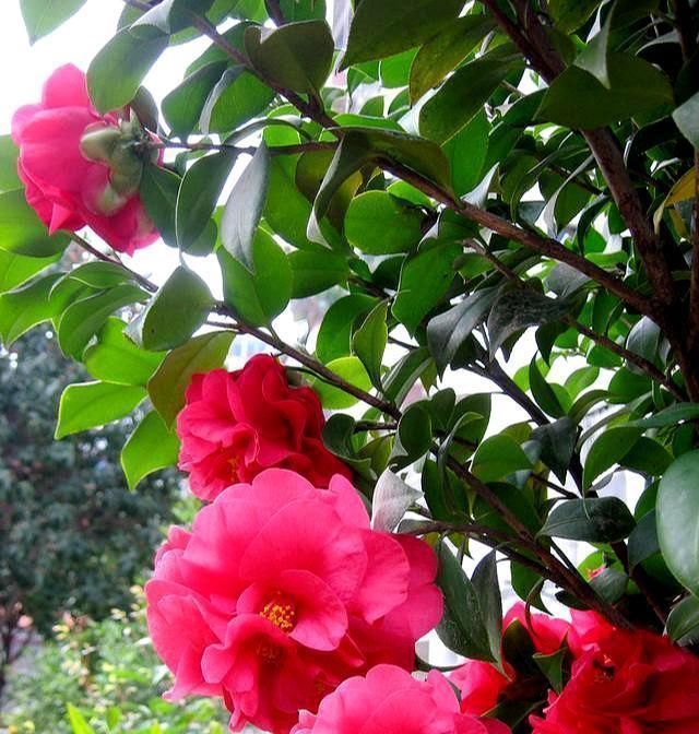 土壤|茶花有“三怕”,避开不烂根黄叶,“野劲”足冒新芽,砰砰爆出花