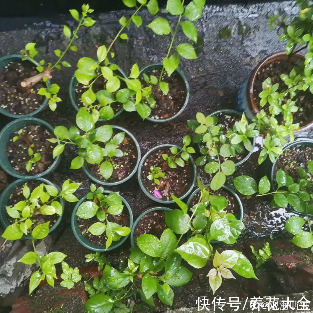 沙土|立秋后，7种花要扦插，满盆开花结果子