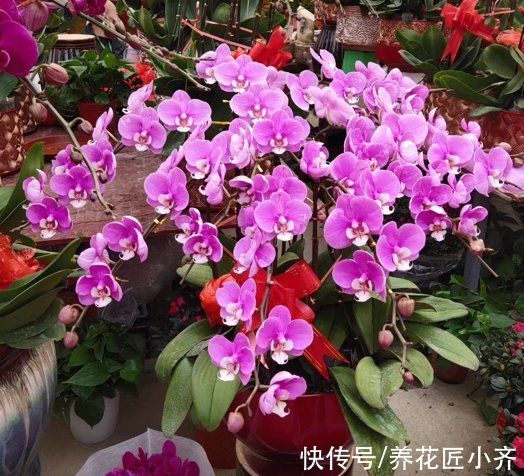 新根|家庭无论养哪种花，都分为4个“时期”，不同时期浇水施肥不相同