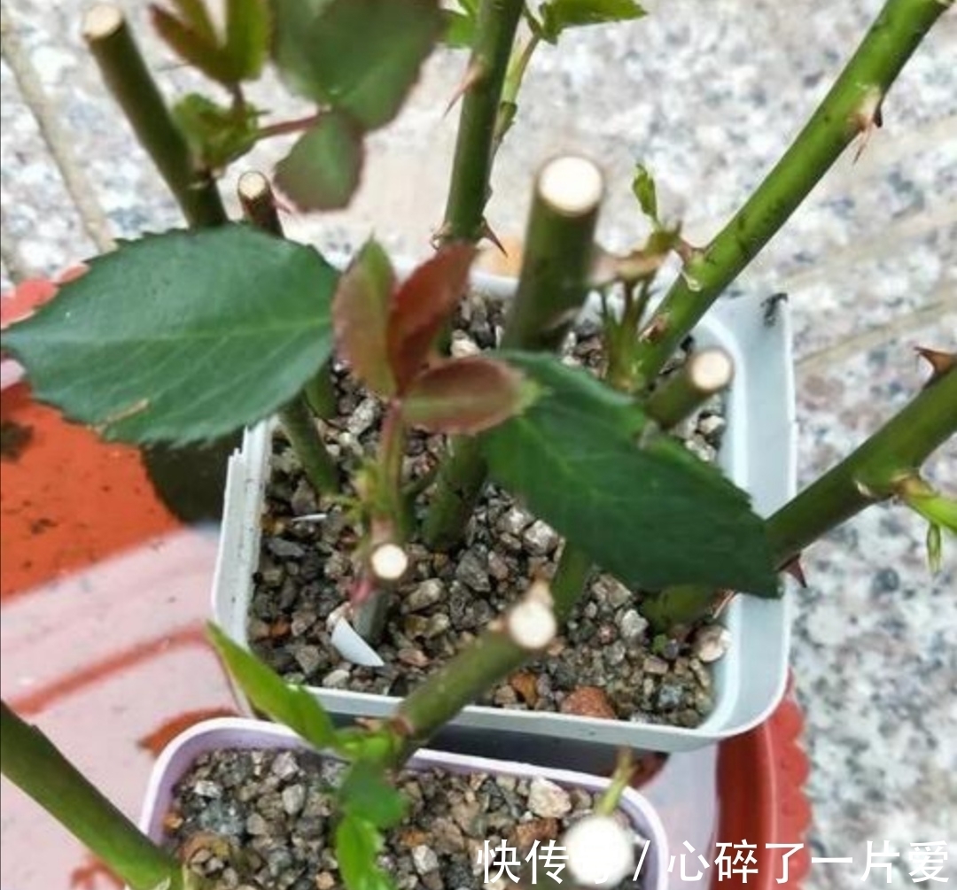 月季冬天也能扦插,只要做好这几个关键点,很快就能生根长新芽