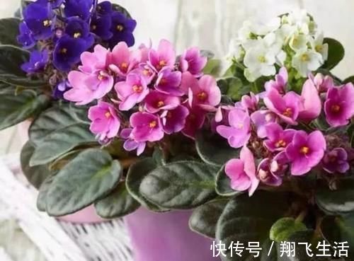 养护|家里就养4种花,漂亮花期长,一年四季开不停,养护简单又漂亮!