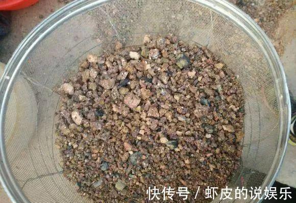 蜂窝煤种多肉,比颗粒土好用,疏松透气,10天根系长满盆