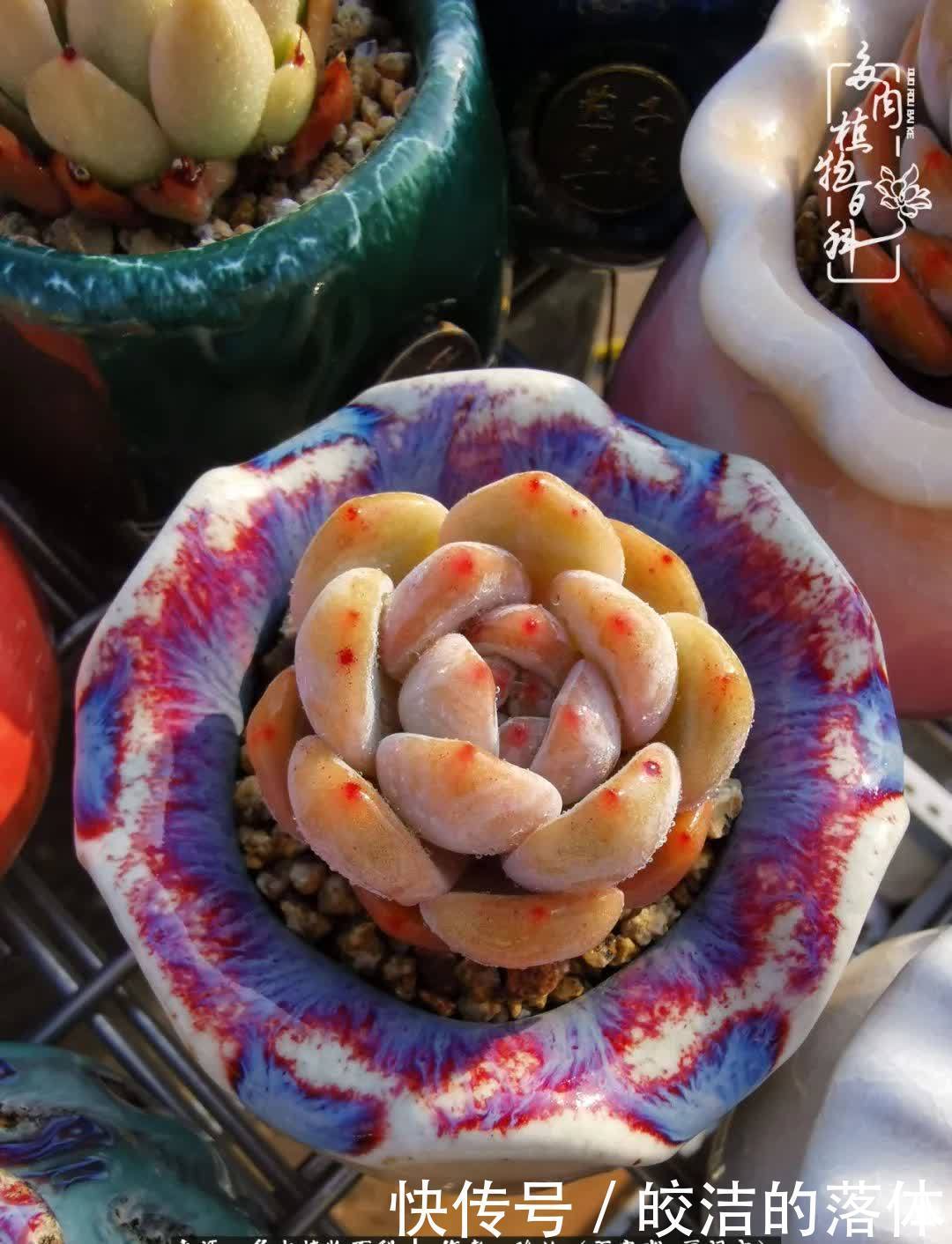 百度|我与多肉那些不得不说的故事!