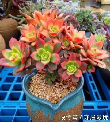 五种多肉冬天养最好,好养易爆盆,适当冻一冻,养出美状态!