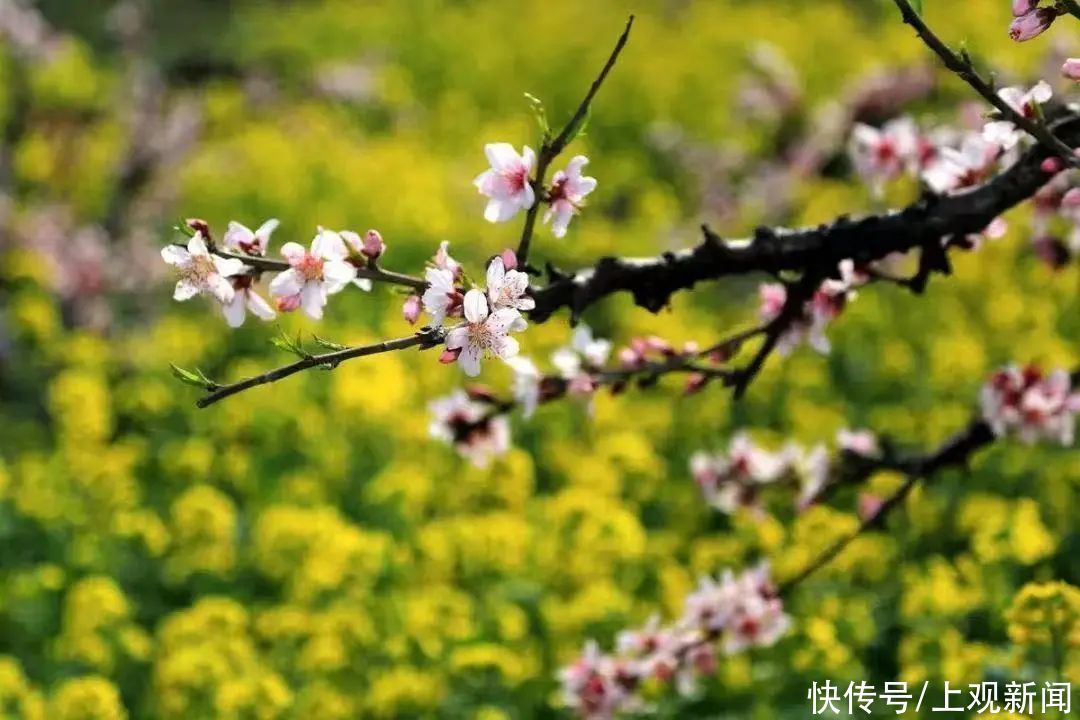 春风十里赏美景，上海旅游集散总站发布三月特色主题线路