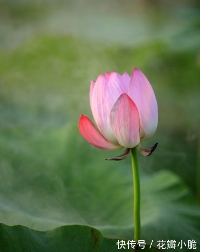 属相|10月下旬，喜鹊报喜，4属相桃花朵朵，爱情甜蜜，日子红红火火