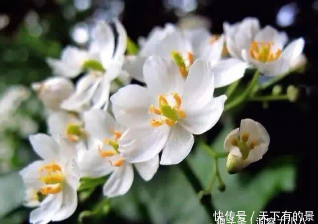 别错过这款“水晶花”，花瓣遇水变透明，单季绽放“可遇不可求”