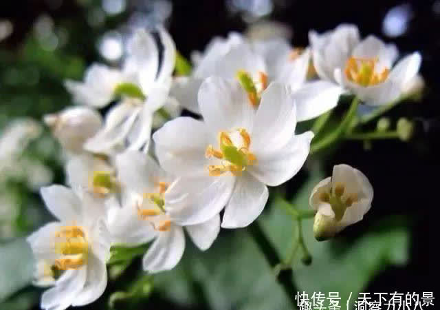 别错过这款“水晶花”,花瓣遇水变透明,单季绽放“可遇不可求”