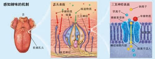 龙息辣椒有多恐怖？一颗就能辣到休克，厨师都不敢用手触摸