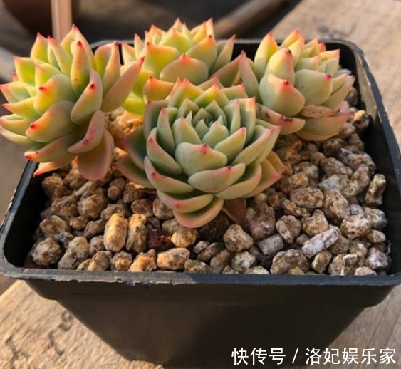 娇嫩|学会判断多肉植物土壤的干湿程度,多肉不娇嫩,养10年不烂根