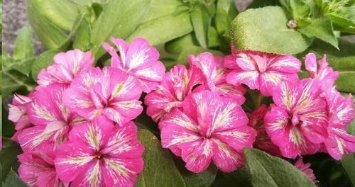 换盆的旧土里放点这个小东西,没想到变得比新土还要肥沃