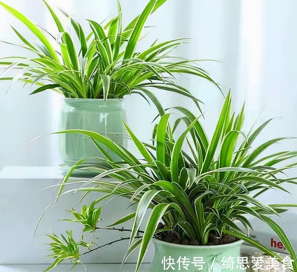 客厅想养“健康花”,建议从这12种里面选,不仅养人,还大气吉祥