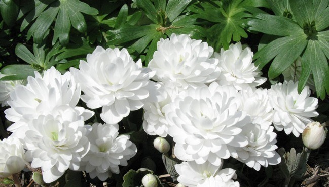 喜欢菊花，不如养盆“高档小花”血根草，名字奇葩，长得却很美