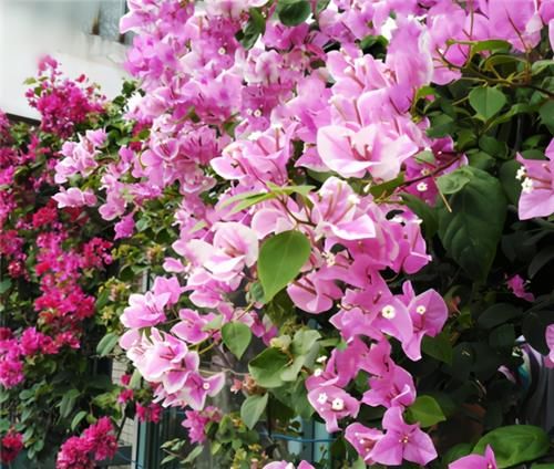 三角梅|养三角梅,冬季“巧处理”,来年长势猛,开花旺
