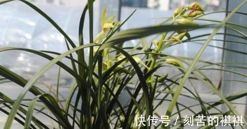 养花用什么水浇灌2种'万能浇花水',浇啥花都能越长越旺盛