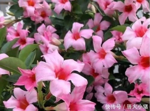 3种花深受花友的喜欢,沾土就能活,开花就爆盆,不易生病好养护