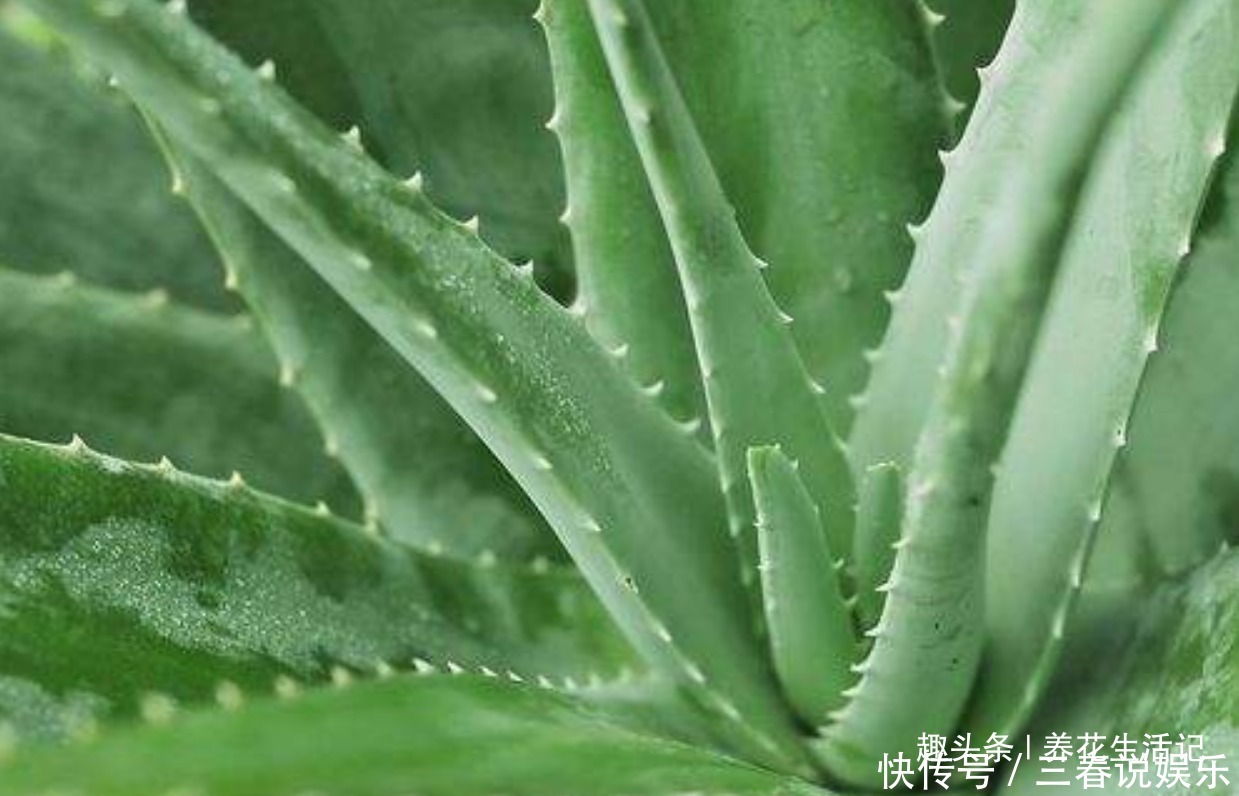 浇水|家养芦荟半死不活多半浇水不正确,改善后生长快叶子肥胖