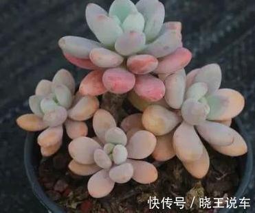 喜欢多肉洛神,天冷后这样养,出状态粉红粉红的,真美