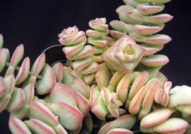 多肉植物钱串子,注意几点,养得好才颜值高,家里养一盆,招财!