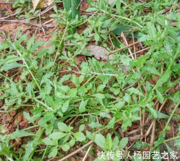 田地|田地里的此物可能是鼻炎的杀手,每天闻它有助于缓解鼻塞问题!