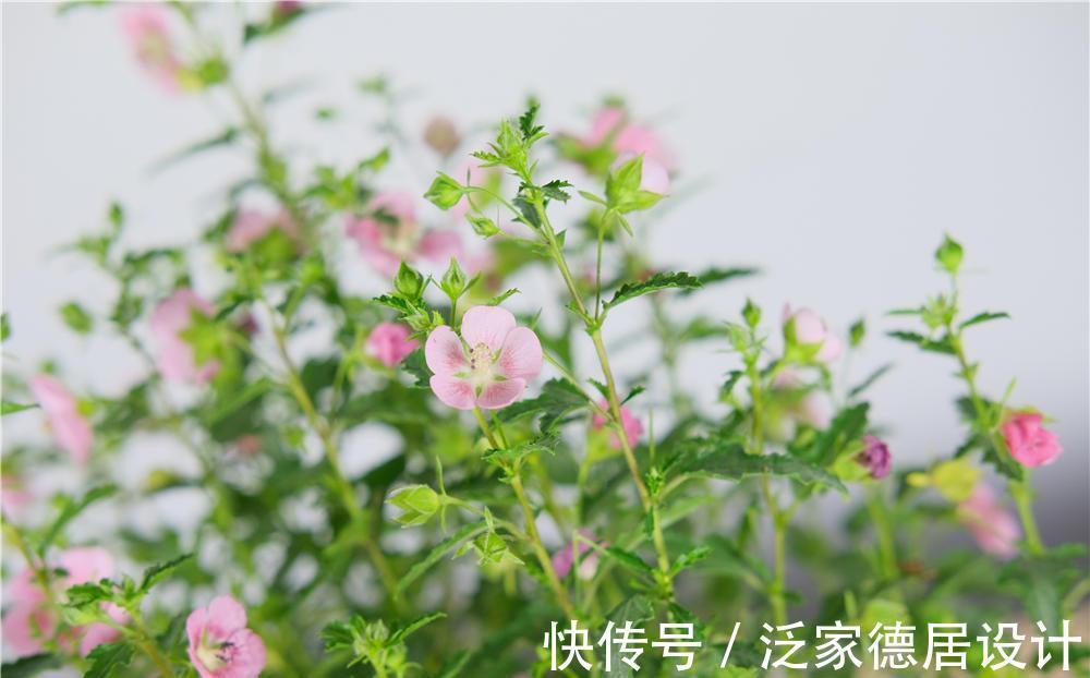 养花试试这几款,花开漂亮,养在家中,那可是超级美艳