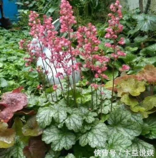 养殖|7款颜值高、管理容易的植物,忒适合地栽、盆栽,个个枝繁叶茂