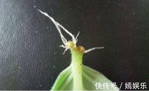 一片叶子养了十几盆,叶子翠绿花儿姹紫嫣红,美丽动人