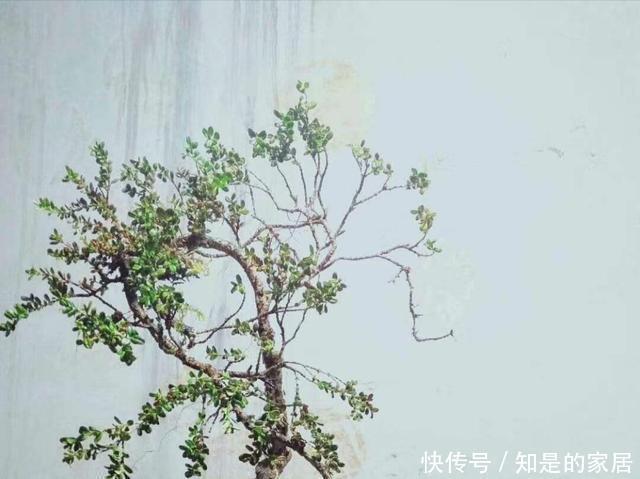 光照|珍珠黄杨产在哪里?有何习性该怎么养护