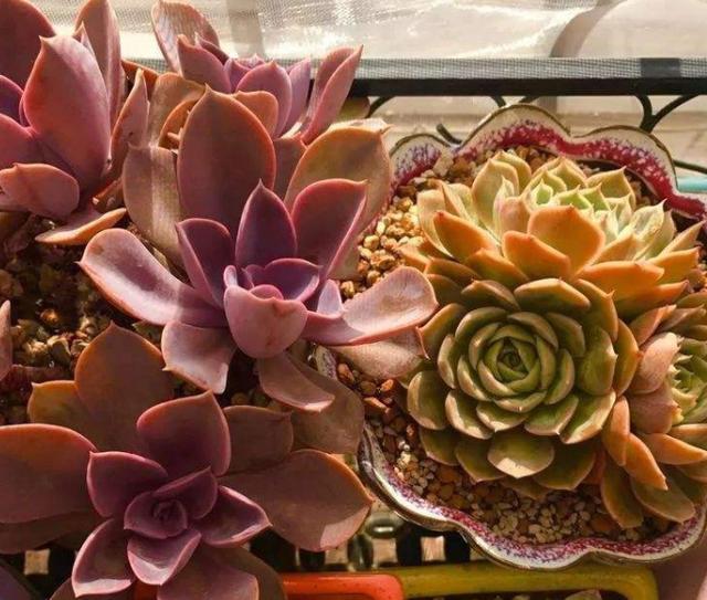 多肉变老桩,选盆不能凑合,用大盆效果差,教你不用颗粒土养好