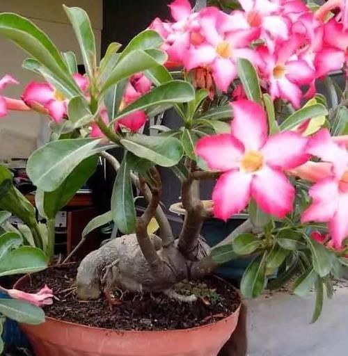  花友|北方花友冬季养花，定期喷洒2种水，保准多开花、不生病虫害