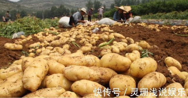 塑料袋|今天才发现,土豆这样保存,放一年不发芽不变绿,真的太实用了
