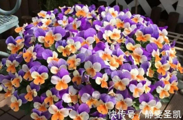 几款花卉花期长易打理,婀娜多姿,漂亮高贵优雅,对待新手很友好