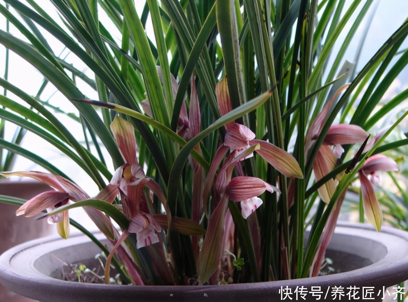 肥料|家里兰花不开花怎么办？想要年年有花赏，这2点必须做好