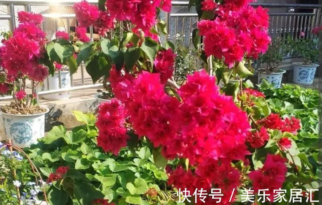 三角梅冬天有“3怕2不喜”,别做错了,不然难越冬