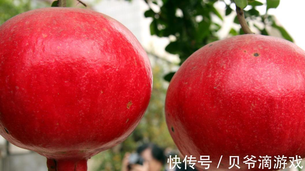 如何轻松快速的做好一盆石榴盆景,你只差这几步