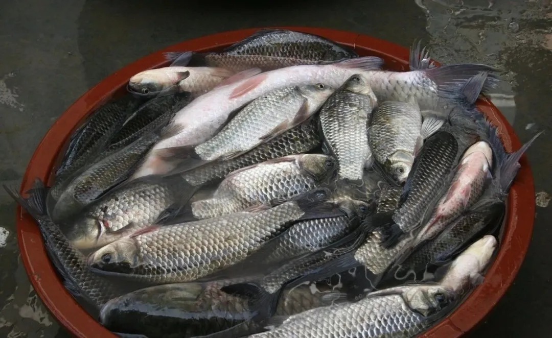 鲫鱼爱吃的是这种饵,用对饵料,不愁钓不到大板鲫!