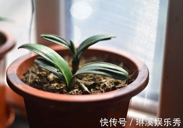 种花|4种''路边垃圾''不简单,带回家处理好养花,啥肥料都不再缺了