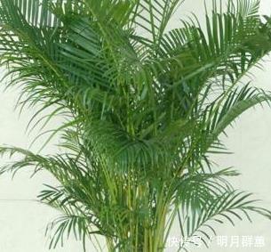 这三种绿植号称天然加湿器，室内空气干燥放一盆，空气清新无忧